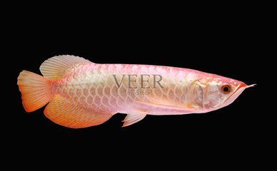 龍魚上色技巧喂藥上色方法圖解（龍魚上色技巧和喂藥上色方法圖解）