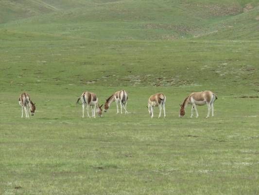 龍魚吃錯東西怎么辦：當(dāng)龍魚誤食不適合的食物時，可能會造成消化不適或中毒癥狀