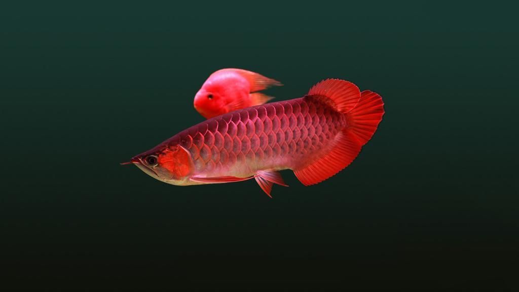 龍魚手術前停食多少天好：龍魚手術停食時間