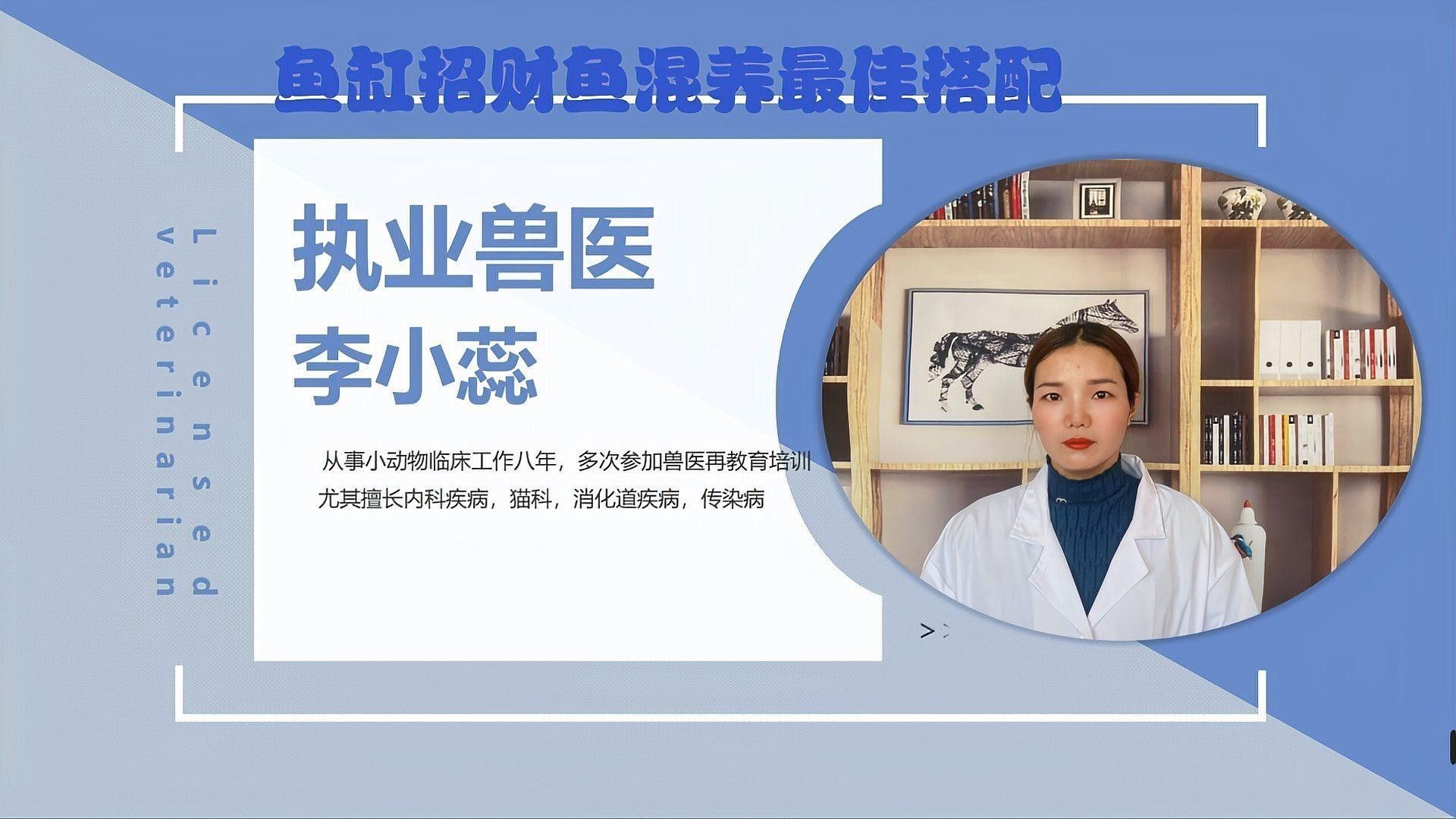 招財魚可以和銀龍魚混養嗎圖片視頻