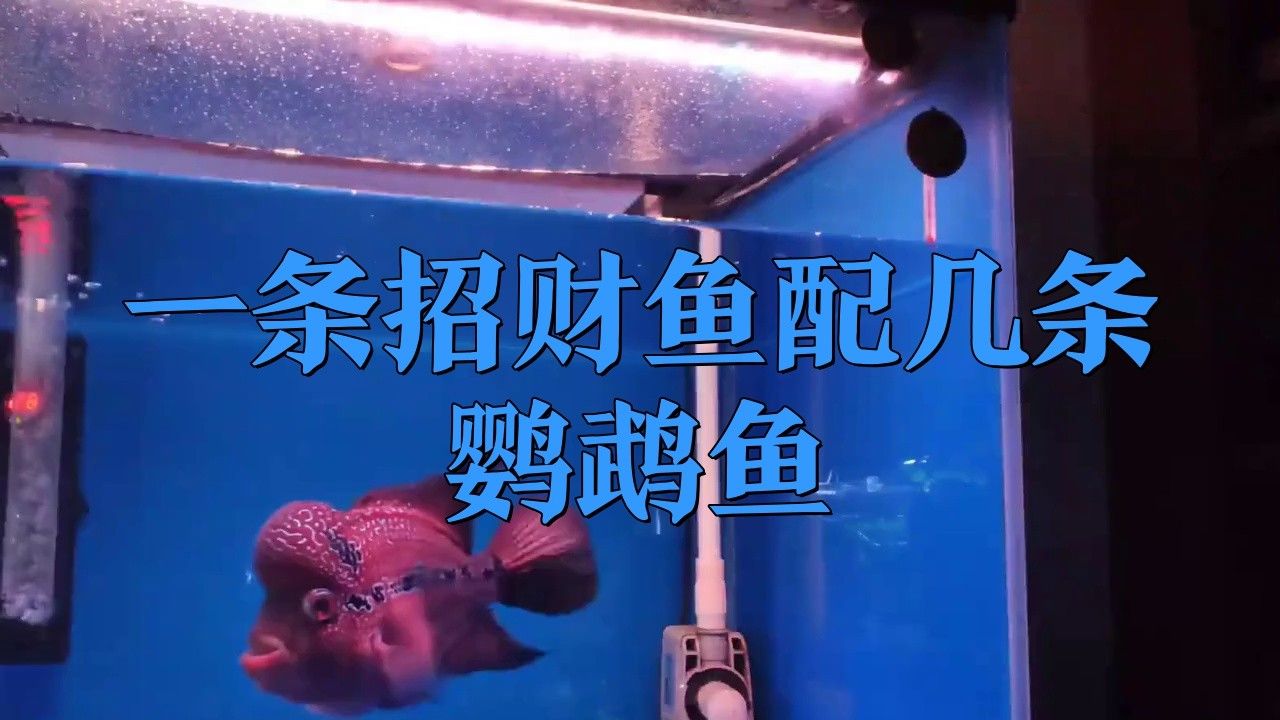 招財魚可以和銀龍魚混養嗎圖片視頻
