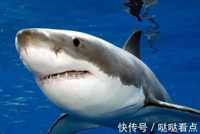 大白鯊幼崽成長(zhǎng)過程：大白鯊幼崽的成長(zhǎng)過程