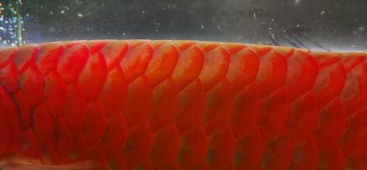 龍魚鱗片邊緣發白的原因及處理方法（龍魚鱗片邊緣發白可能由多種因素引起以下幾種可能的原因）