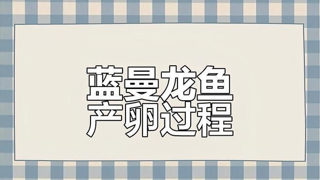 藍龍魚公母怎么看