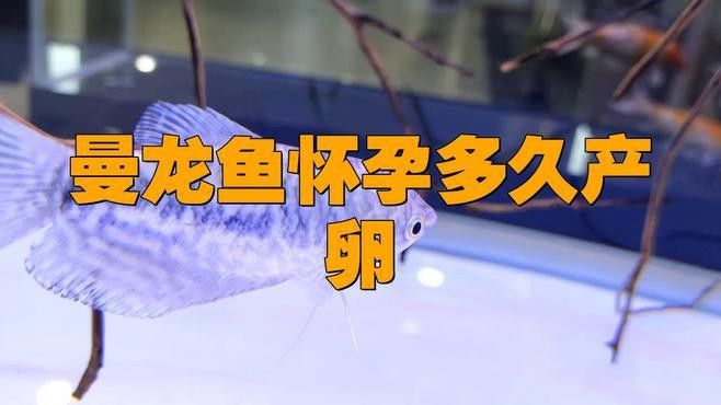 藍龍魚公母怎么看