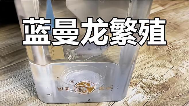 藍龍魚公母怎么看