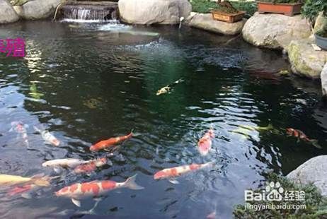 錦鯉繁殖最簡單方法