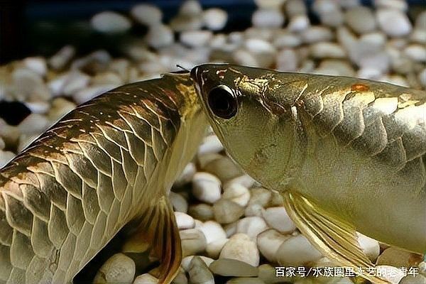 龍魚沉尾夾板矯正方法