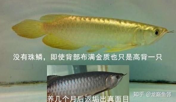 如何挑選高質量的龍魚圖片？
