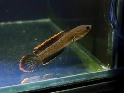 入門級雷龍魚，適合初學(xué)者的雷龍魚品種推薦，適合初學(xué)者的雷龍魚品種