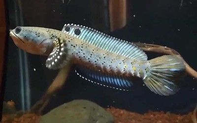 入門級雷龍魚，適合初學者的雷龍魚品種推薦，適合初學者的雷龍魚品種