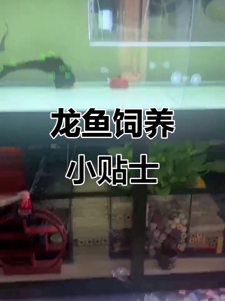 如何設置龍魚缸的水流和過濾？