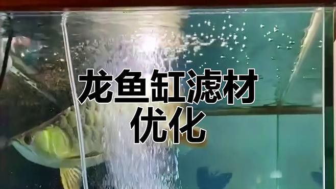 如何設置龍魚缸的水流和過濾？