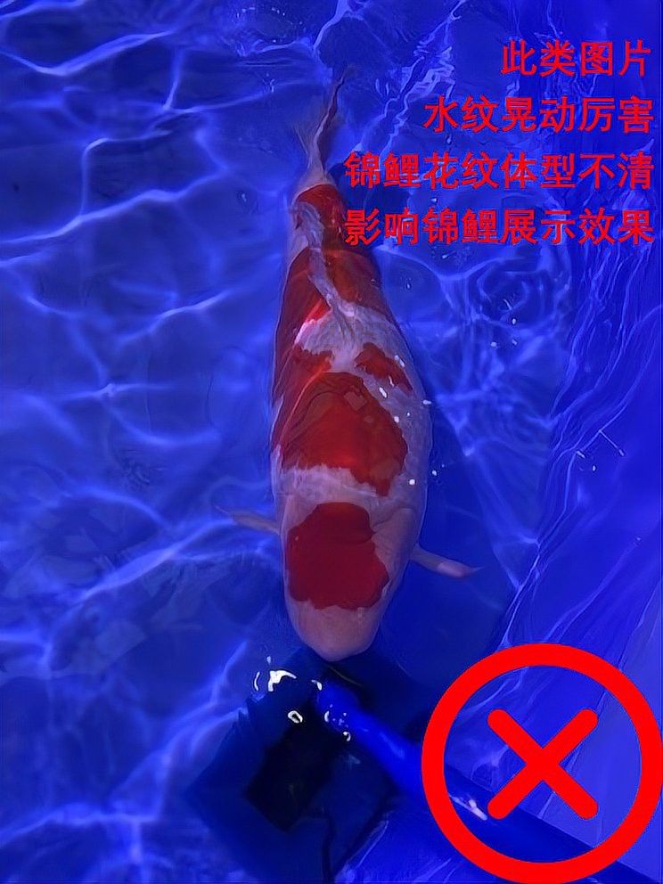 如何拍攝高清紅龍魚圖片？