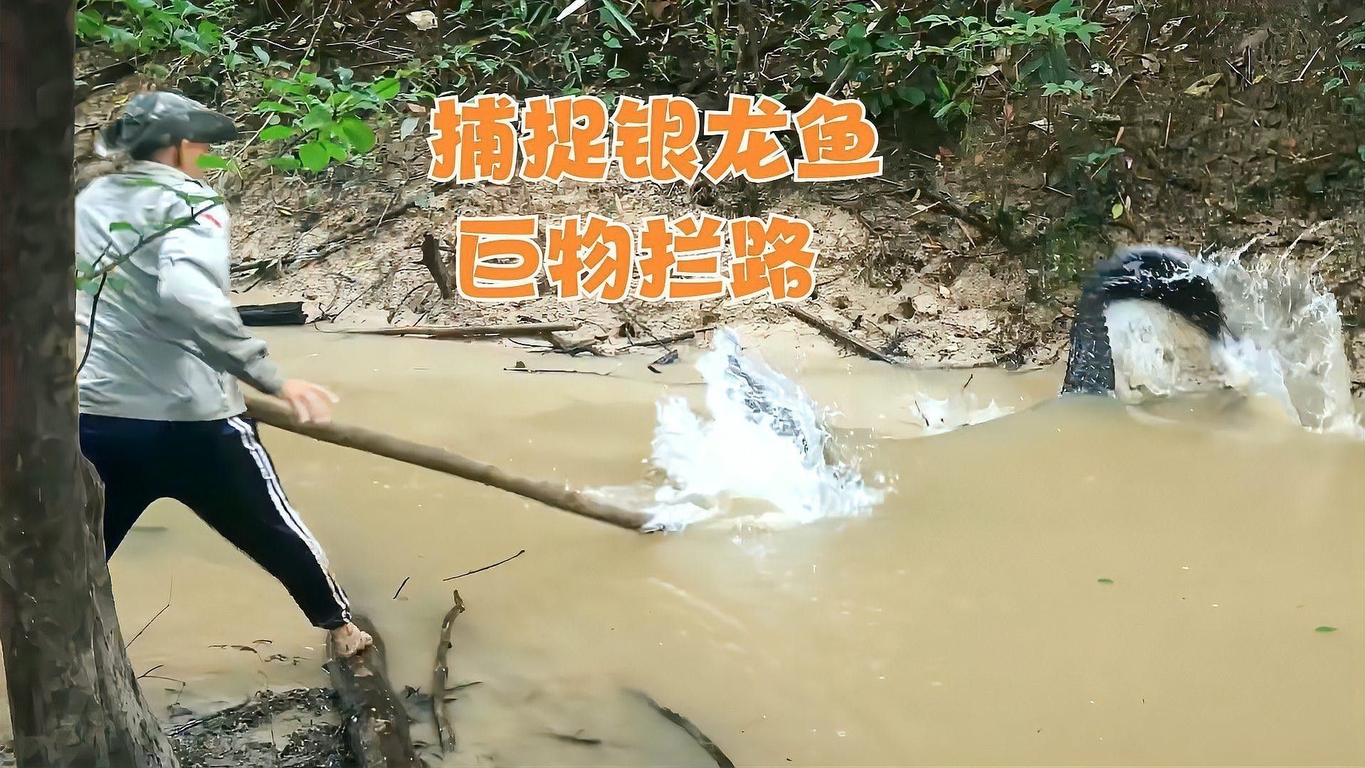 怎樣讓銀龍魚開口吃食