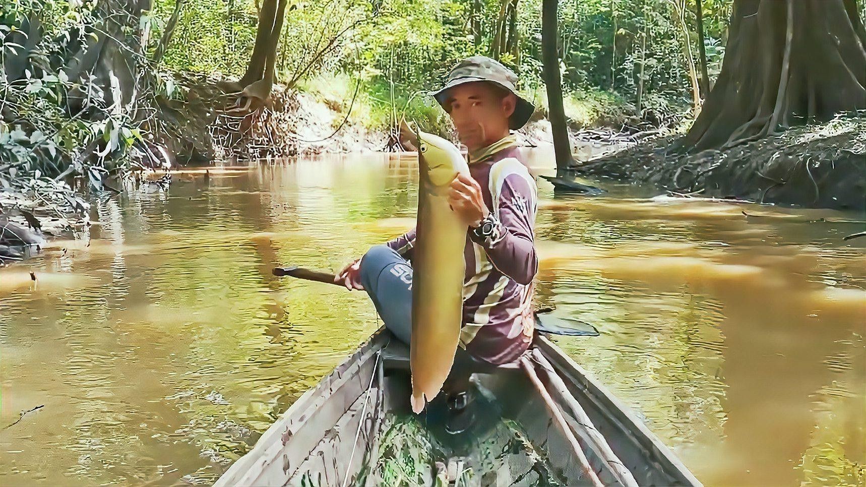 怎樣讓銀龍魚開口吃食