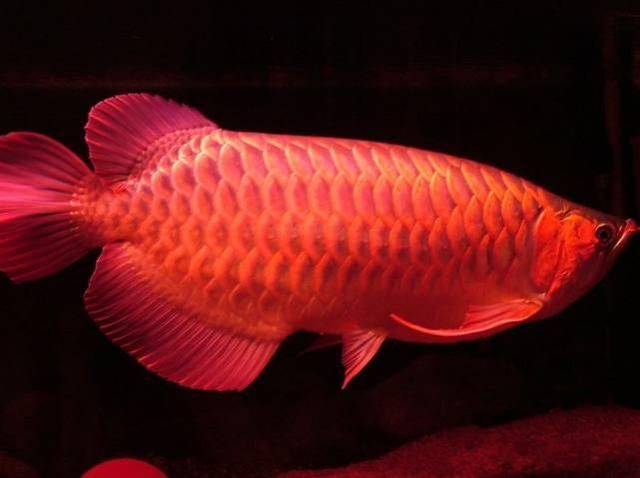 超級朱血紅龍價格：超級朱血紅龍是一種非常名貴的淡水觀賞魚其價格在市場上有波動