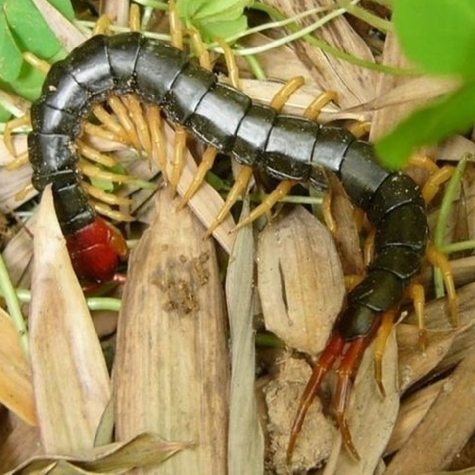 龍魚吃螞蚱的好處有哪些：龍魚吃螞蚱的好處