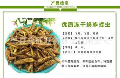 龍魚吃螞蚱的好處有哪些：龍魚吃螞蚱的好處