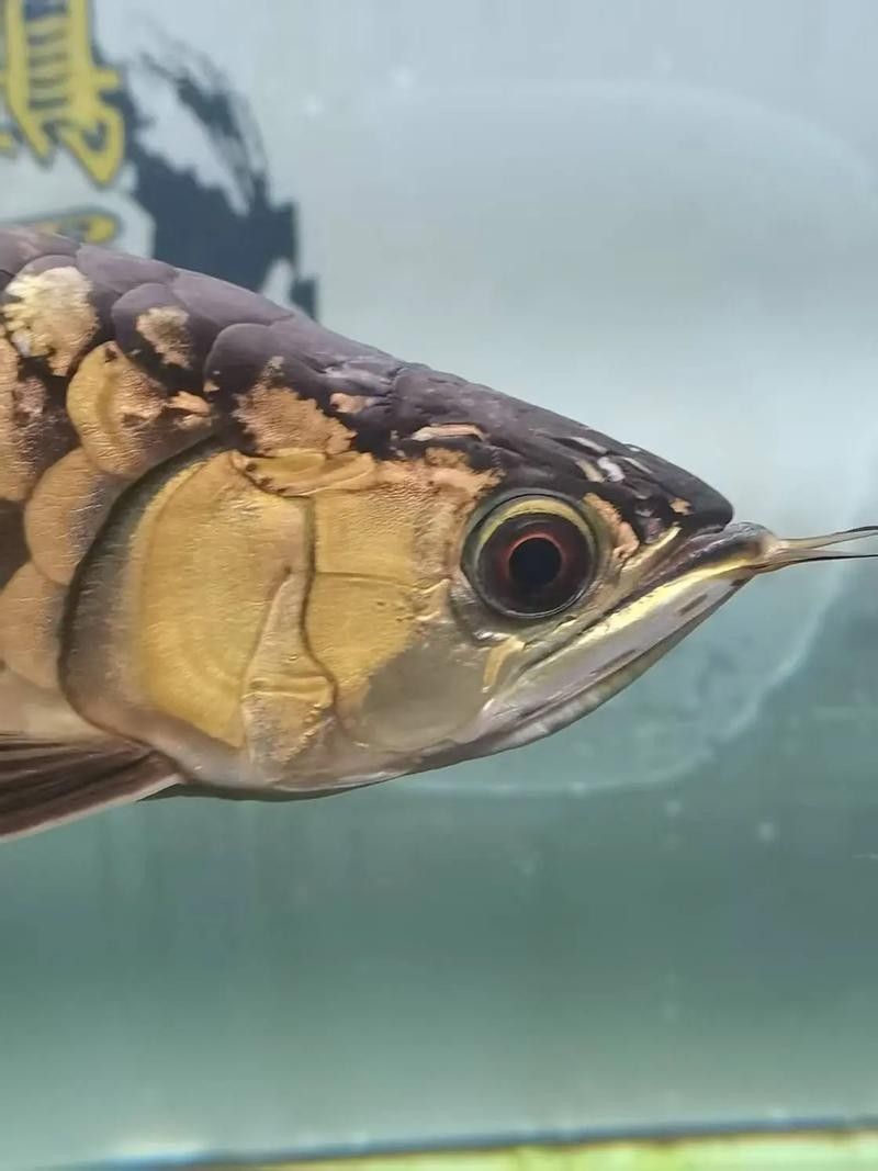 龍魚專用修復劑哪個品牌最好？