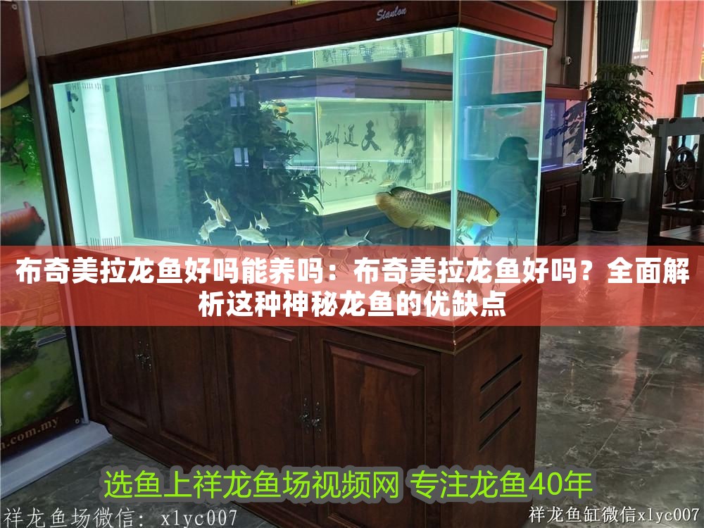 布奇美拉龍魚好嗎能養嗎：布奇美拉龍魚好嗎？全面解析這種神秘龍魚的優缺點