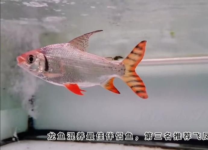 金龍魚和什么魚混養最佳搭配圖片視頻 金龍魚和什么魚混養最佳搭配圖片視頻 龍魚百科 第2張