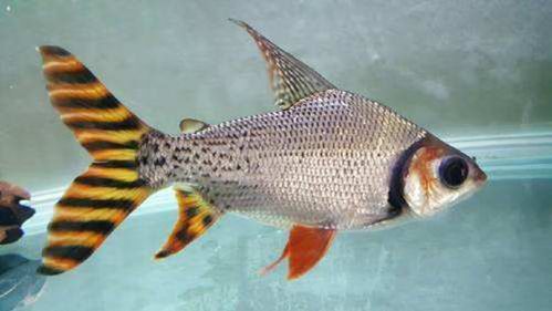 金龍魚和什么魚混養最佳搭配圖片視頻 金龍魚和什么魚混養最佳搭配圖片視頻 龍魚百科 第17張
