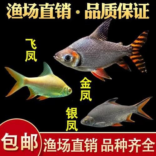 金龍魚和什么魚混養最佳搭配圖片視頻 金龍魚和什么魚混養最佳搭配圖片視頻 龍魚百科 第16張