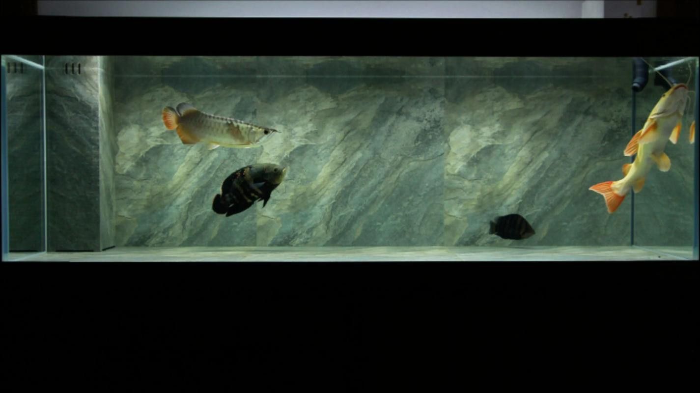 金龍魚和什么魚混養最佳搭配圖片視頻 金龍魚和什么魚混養最佳搭配圖片視頻 龍魚百科 第33張