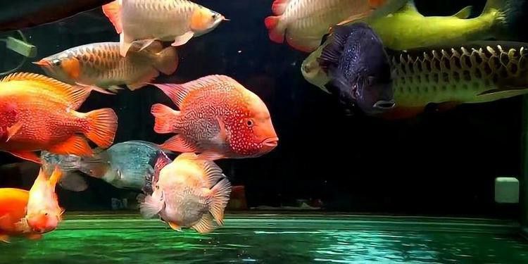 金龍魚和什么魚混養最佳搭配圖片視頻 金龍魚和什么魚混養最佳搭配圖片視頻 龍魚百科 第35張