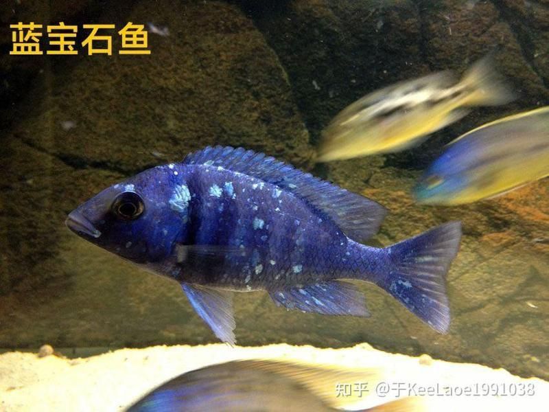 藍寶石魚兇嗎