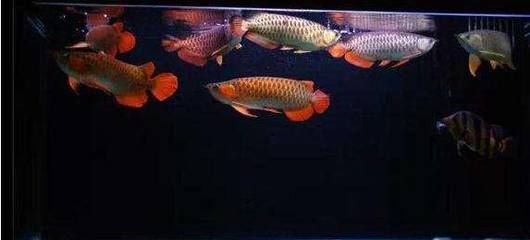 龍魚能養多大的魚缸：飼養龍魚需要考慮合適的魚缸尺寸以確保健康和正常生長