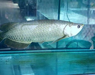 龍魚真菌感染怎么辦用什么藥：龍魚真菌感染怎么辦