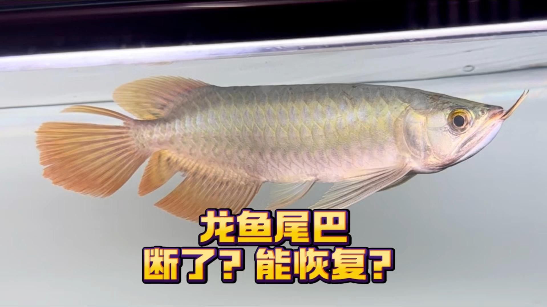 龍魚掉尾能否完全恢復(fù)？