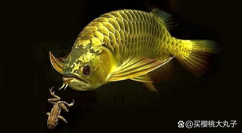 龍魚一次喂多少合適？