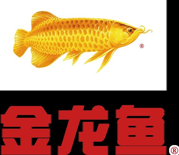 金龍魚logo設(shè)計理念是什么? 龍魚百科 第5張 金龍魚logo設(shè)計理念是什么? 金龍魚logo設(shè)計理念是什么? 龍魚百科 第5張