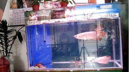 金龍魚夏天水溫：金龍魚夏季水溫控制