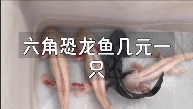 六角龍魚多少錢一條圖片