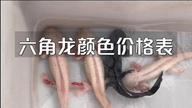六角龍魚多少錢一條圖片