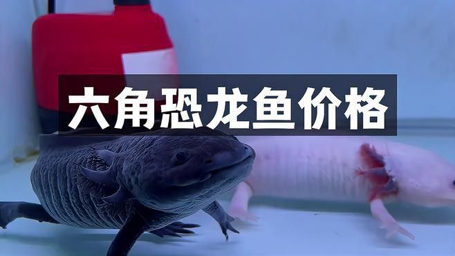 六角龍魚多少錢一條圖片