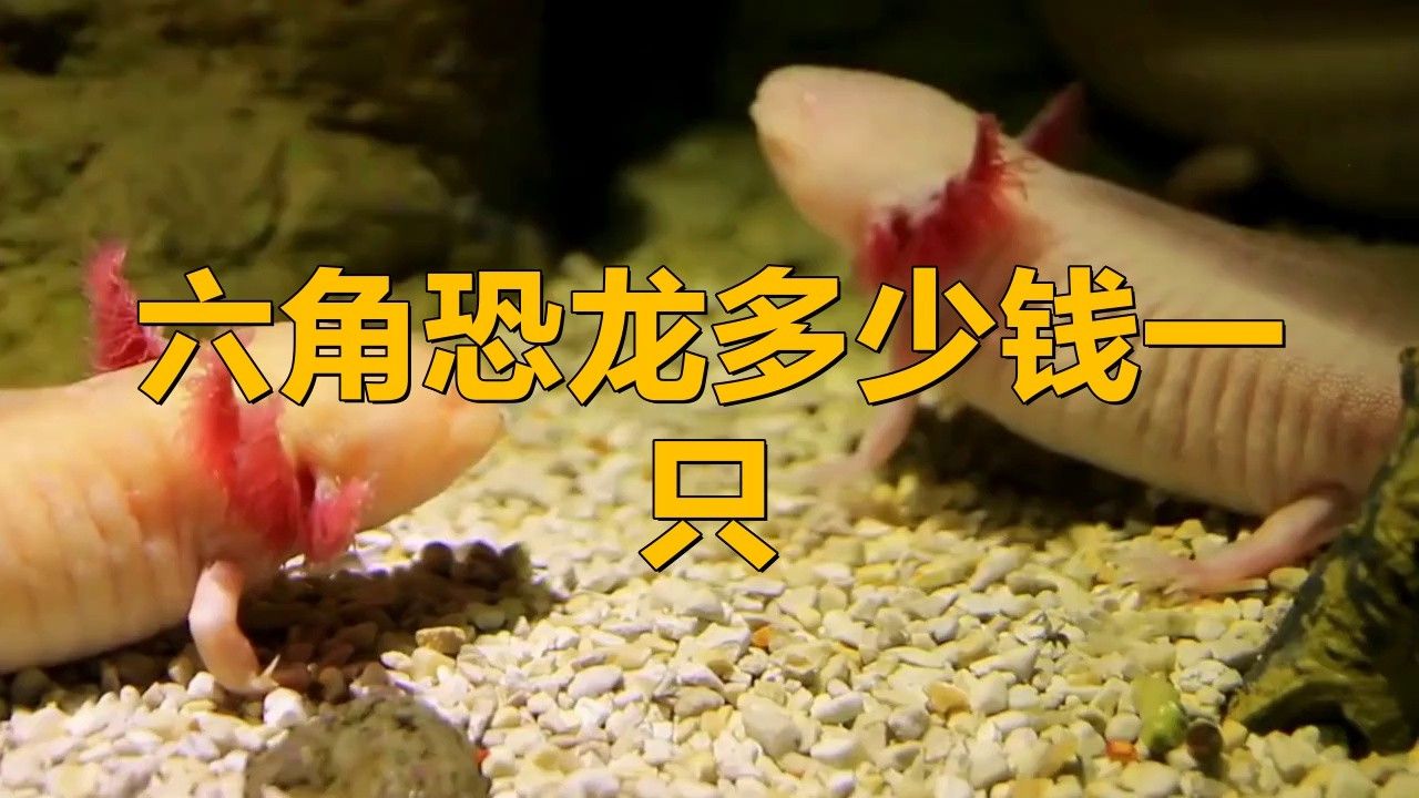 六角龍魚多少錢一條圖片