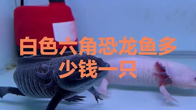 六角龍魚多少錢一條圖片