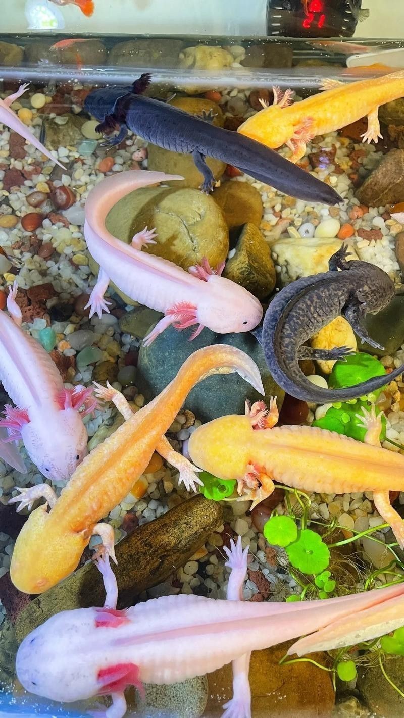 六角龍魚多少錢一條圖片