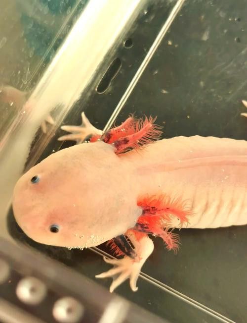 六角龍魚多少錢一條圖片