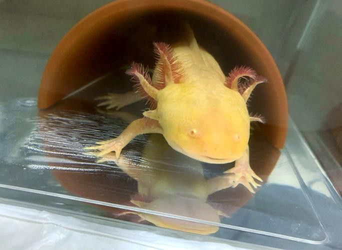 六角龍魚多少錢一條圖片