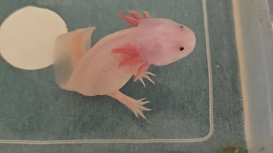 六角龍魚多少錢一條圖片