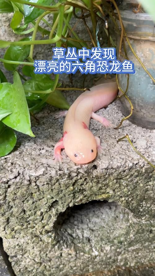 六角龍魚多少錢一條圖片