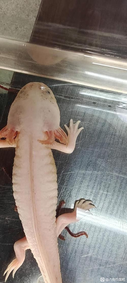 六角龍魚多少錢一條圖片