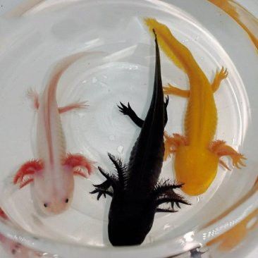 六角龍魚多少錢一條圖片