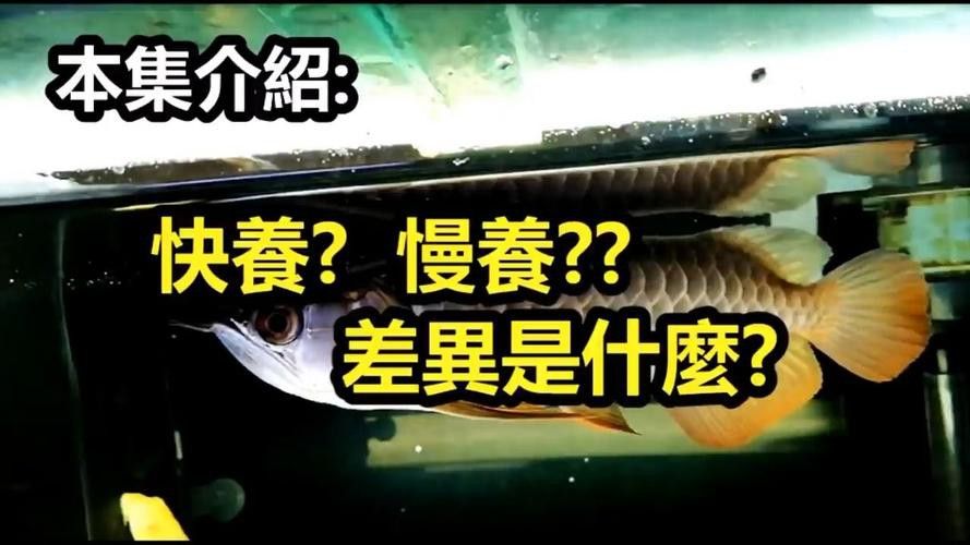 怎么讓龍魚鱗片發亮